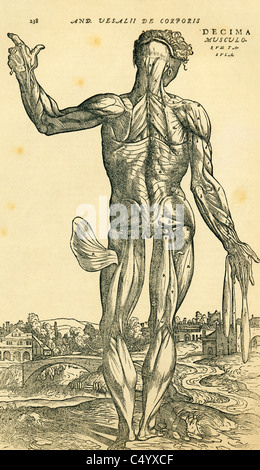 Anatomische Studie originally published in De Humani Corporis Fabrica Libri Septem von Andreas Vesalius Stockfoto