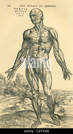 Anatomische Studie originally published in De Humani Corporis Fabrica Libri Septem von Andreas Vesalius Stockfoto