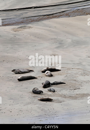 Gemeinsame oder Seehunde und Welpen am Strand Bucht von Scousburgh auf den Shetland-Inseln. Schottland.  SCO 7375 Stockfoto