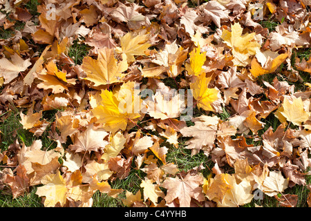 Hintergrund der bunten Herbst Ahorn Blätter. Stockfoto