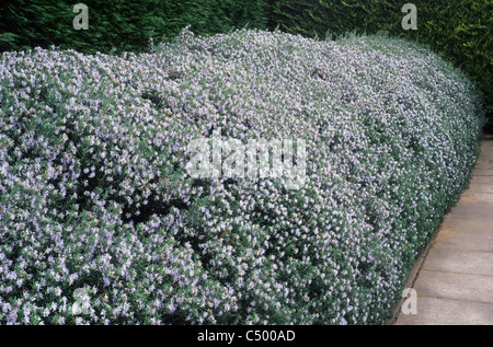 Rosmarinus Officinalis, gewachsen wie eine Hecke Rosmarin Rosmarys