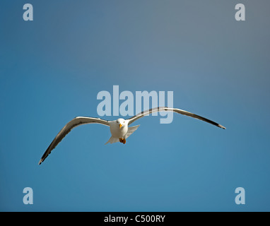 Große schwarze unterstützt Möwe auf dem Flügel, Isle of Mull, Schottland.  SCO 7379 Stockfoto