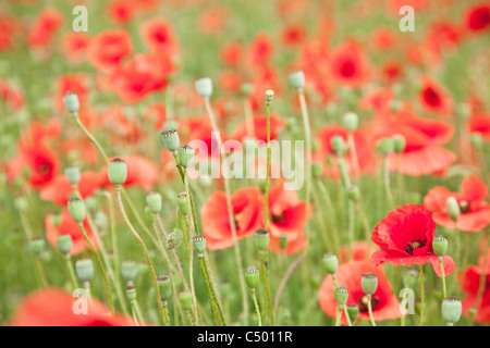 Bereich der wilden Mohn Blumen. Stockfoto