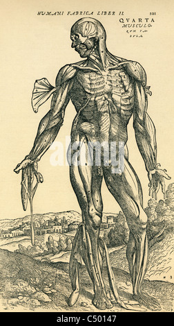 Anatomische Studie originally published in De Humani Corporis Fabrica Libri Septem von Andreas Vesalius Stockfoto