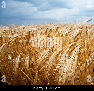 Schuss von Weizen Stengel auf einen blauen Himmelshintergrund hautnah. Stockfoto