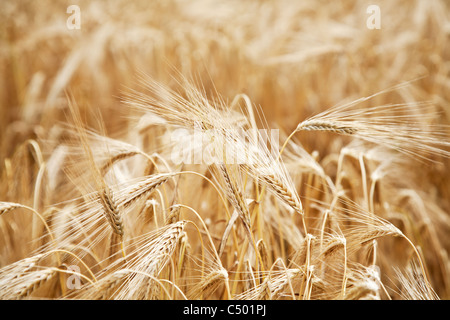 Schuss von Weizen Stengel auf einen blauen Himmelshintergrund hautnah. Stockfoto