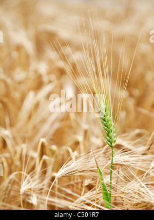 Grünen Weizen Stiel im gelben Weizenfeld. Stockfoto