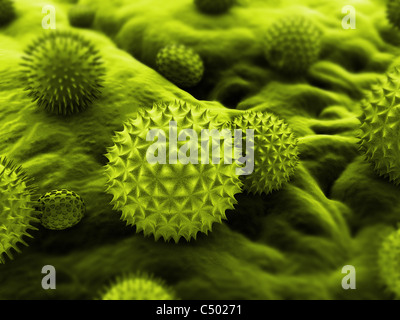 Pollen hautnah Stockfoto