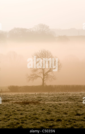 Einsamer Baum Silhouette gegen Morgennebel Stockfoto