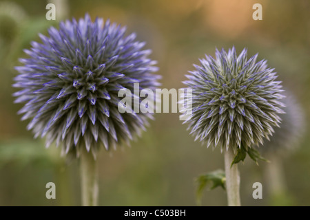 Zwei Globe Thistle Köpfe auf einem soft-Fokus-Hintergrund Stockfoto