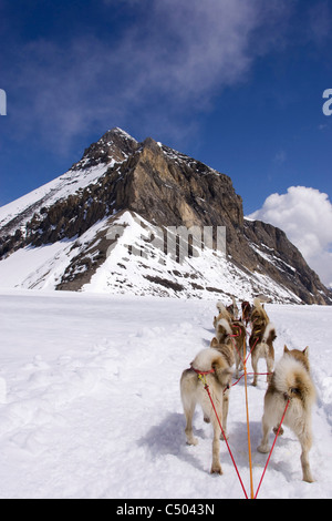 Huskies ziehen Schlitten auf Glacier 3000. Gstaad, Schweiz. Stockfoto