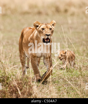 Eine Löwin Spaziergänge durch den langen Rasen mit ihren jungen Cub. Masai Mara, Kenia. Stockfoto