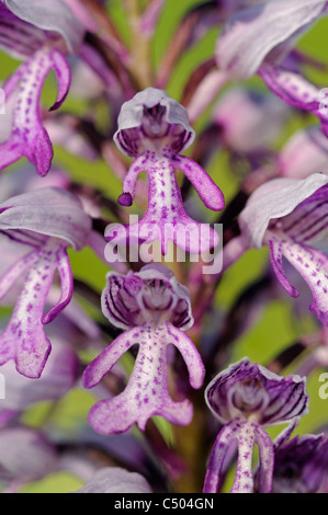 Orchis Militaris, militärische Orchidee, terrestrische Orchidee, Orchidaceae Stockfoto