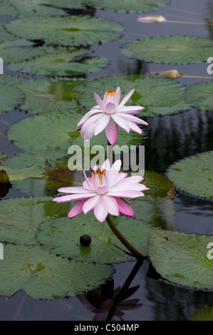 Rosa Seerose Blüten am Teich in voller Blüte von Lily Pads umgeben Stockfoto