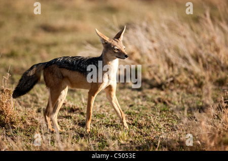 Silber-backed Schakal. Masai Mara North Conservancy, Kenia. Stockfoto