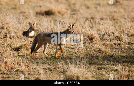 Silber-backed Jackels. Masai Mara North Conservancy, Kenia. Stockfoto