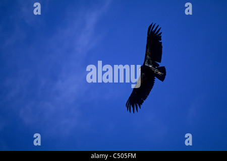Kalifornien-Kondor (Gymnogyps Californianus), Grand Canyon National Park, Arizona Stockfoto