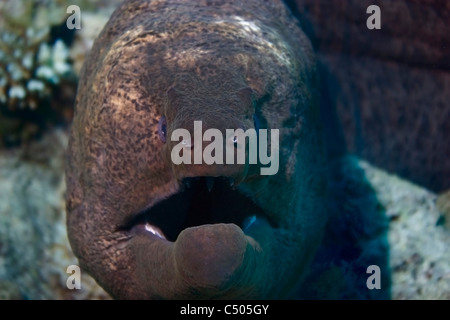 Giant Moray Eel (Gymnothorax Javanicus) closeup Stockfoto