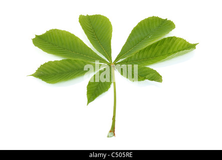 Blätter der Kastanie sind auf einem weißen Hintergrund isoliert Stockfoto