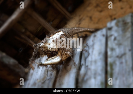 Archäologische Website Aubechies oder L'Archéosite d'Aubechies, Aubechies, Belgien, Europa Stockfoto