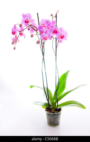 Rosa Orchidee auf weißem Hintergrund Stockfoto