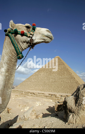 Ein Kamel vor die große Pyramide von Khufu in Gizeh, Kairo, Ägypten. Stockfoto