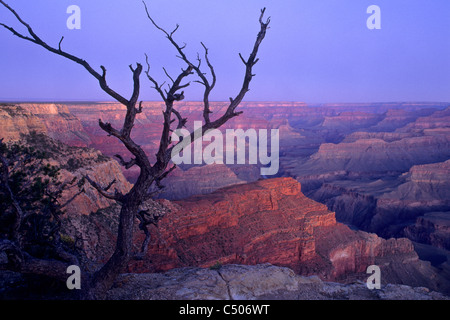 Morgenlicht über den Grand Canyon aus Pima Point, South Rim, Grand Canyon Nationalpark in ARIZONA Stockfoto