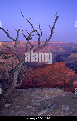 Morgenlicht über den Grand Canyon aus Pima Point, South Rim, Grand Canyon Nationalpark in ARIZONA Stockfoto