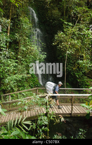 Wandern in den Dschungel im Mount Kinabalu National Park in Sabah, Borneo, Malaysia Stockfoto