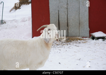 Boer Ziegen Essen in einem kleinen Ziegenhof in Saskatchewan, Kanada in den Wintermonaten. Stockfoto