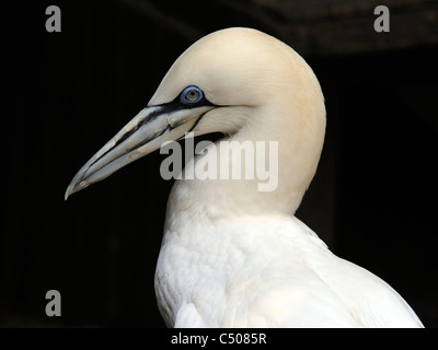 Ein Porträt von einem Basstölpel Morus Bassanus. Stockfoto