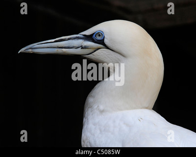 Ein Porträt von einem Basstölpel Morus Bassanus. Stockfoto