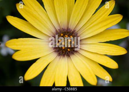 Osteospermum Calenduleae Sunadora Stockfoto