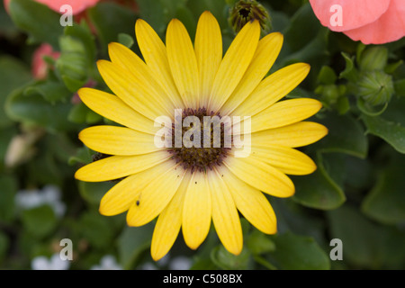 Osteospermum Calenduleae Sunadora Stockfoto