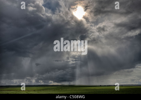 Sonne scheint auf neu gepflanzten Ernte in Saskatchewan, Kanada Stockfoto