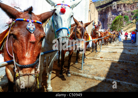Santorin typischen legendären griechischen Insel Esel & Pferde aufgereiht für Touristen Fahrten in Thira Schnauze enge Kopf Stockfoto