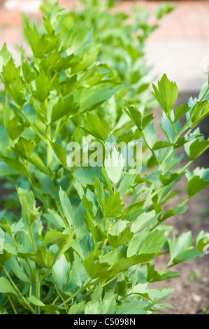 Liebstöckel, Levisticum officinale Stockfoto