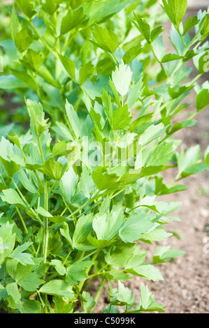 Liebstöckel, Levisticum officinale Stockfoto