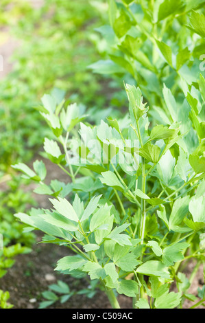 Liebstöckel, Levisticum officinale Stockfoto