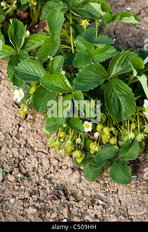 Erdbeere, Fragaria Ananassa 'Honeoye' Stockfoto