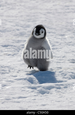 Kaiserpinguin-Küken auf Eis, Snow Hill Island, Antarktis Stockfoto