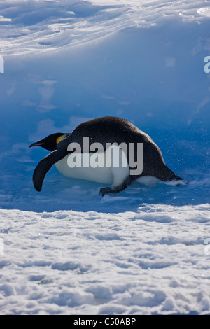 Kaiser-Pinguin gleiten auf Eis, Snow Hill Island, Antarktis Stockfoto