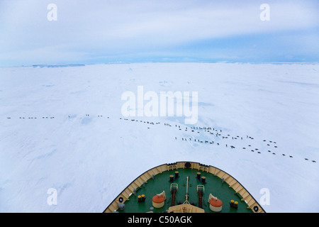 Ansicht der Kaiserpinguine marschieren auf dem Eis vom Schiff Bogen, Snow Hill Island, Antarktis Stockfoto