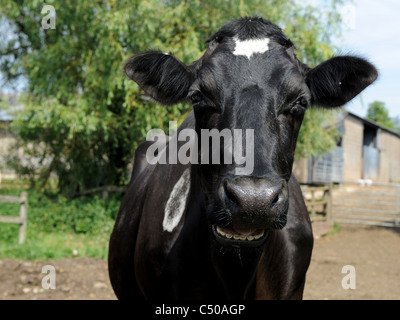 Eine schwarze Kuh, die lächelt. Stockfoto