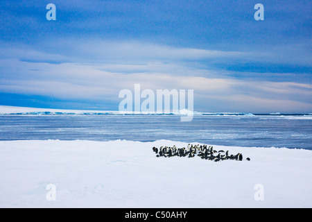 Kaiserpinguine auf Eis, Snow Hill Island, Antarktis Stockfoto