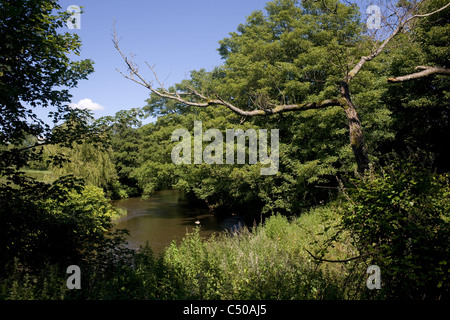 Peterston Super Ely, Fluss Ely und umgebenden Vegetation, Vale of Glamorgan Stockfoto