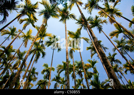 Betel Palmenhain im Stadtteil Wayanand, Kerala, Indien. Stockfoto