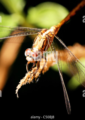 Libelle am frühen Morgen im Fayum westlich von Kairo Ägypten Stockfoto