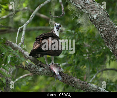 Fischadler mit frischen Fang entlang des Baches Haines in Lake County Leesburg, Florida USA Stockfoto