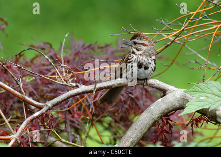 Singammer (Melospiza Melodia) Stockfoto